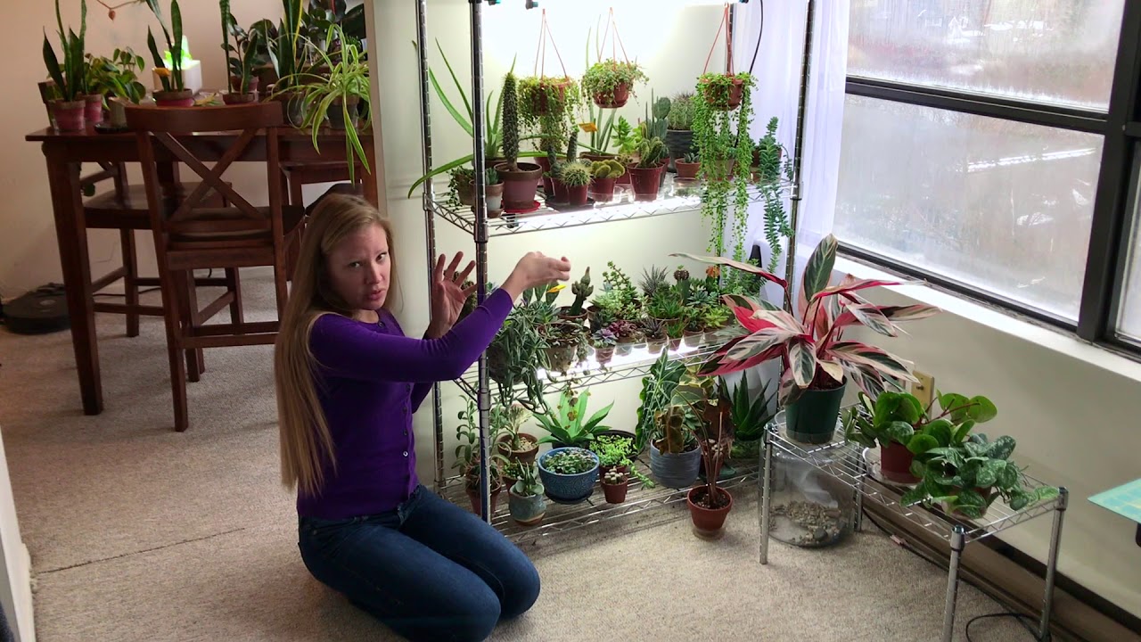 Grow lights: Answers to common questions