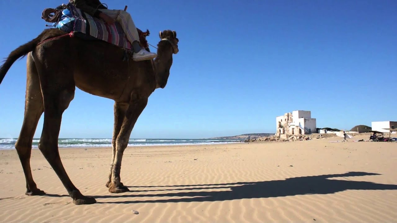 Meeting a Camel