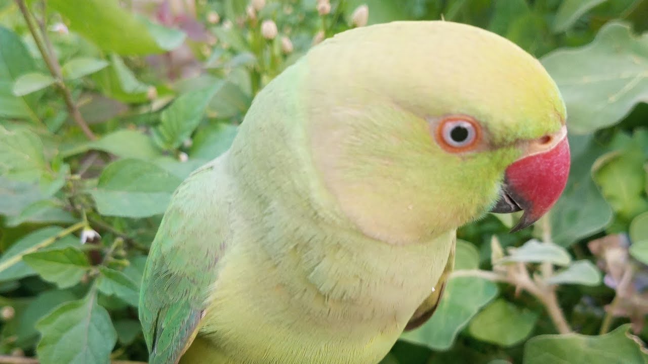 My cute mitthu bahut plyer hai acha bola tha hai 🥹🦜#parrot #talkingparot #cute 
