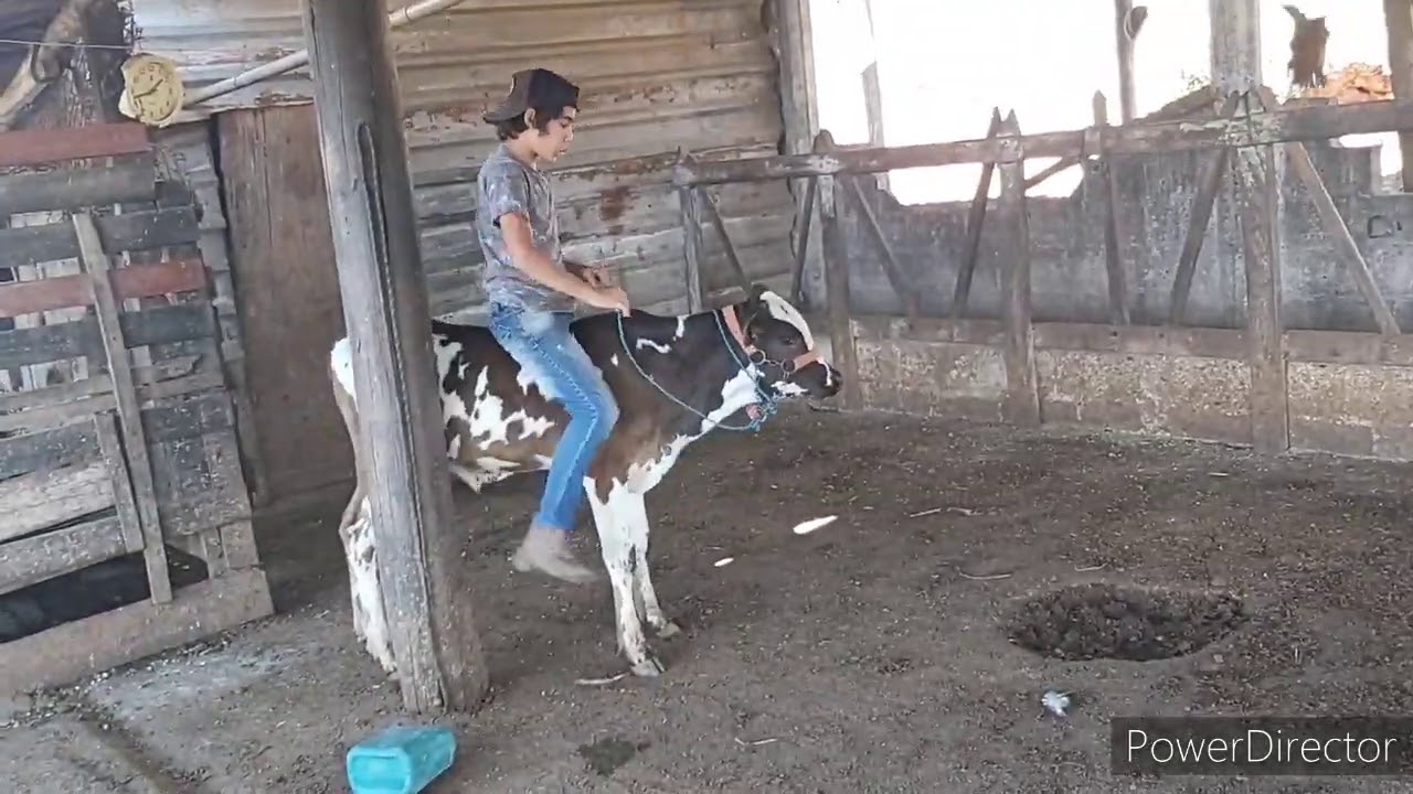 Andando no meu boi de cela