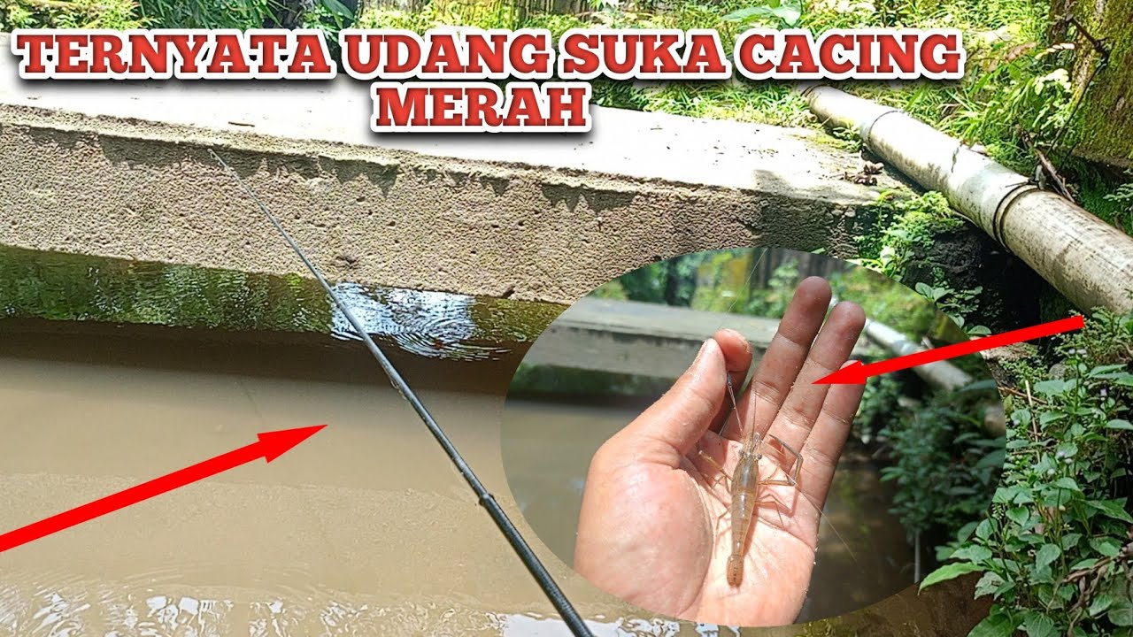 TERNYATA UDANG SUKA CACING MERAH❗ SPOT MANCING  PALING GACOR  ⁉️ MANCING IKAN DAPAT UDANG AIR TAWAR 