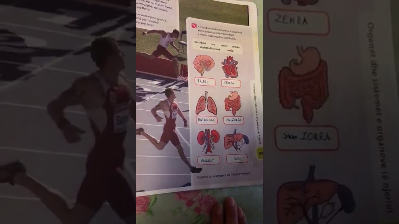 Biologji 6 Ku ndodhen organet tona kryesore