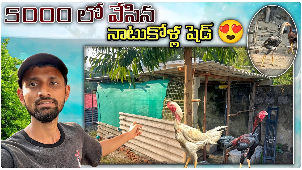 5000 లో వేసిన నాటుకోళ్ల షెడ్ 😍 || low cost natukolla shed | natukolla shed 