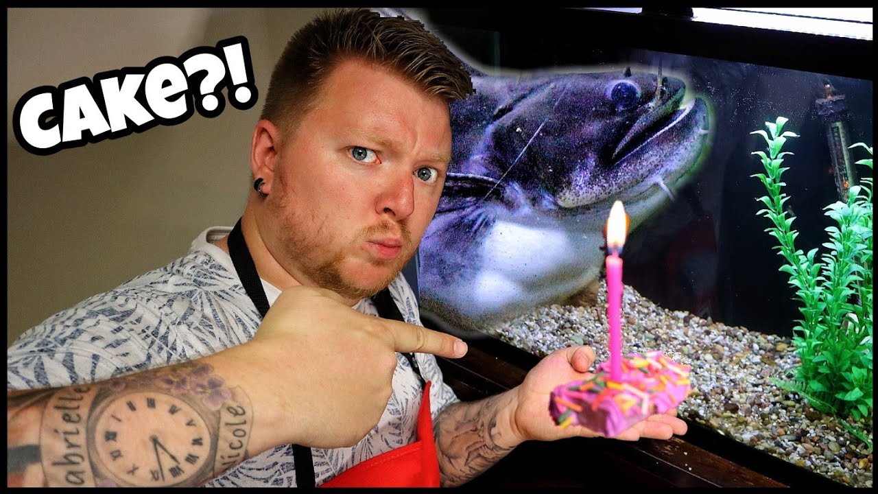 MASSIVE Gulper Catfish Eating HOMEMADE Fish Treat!