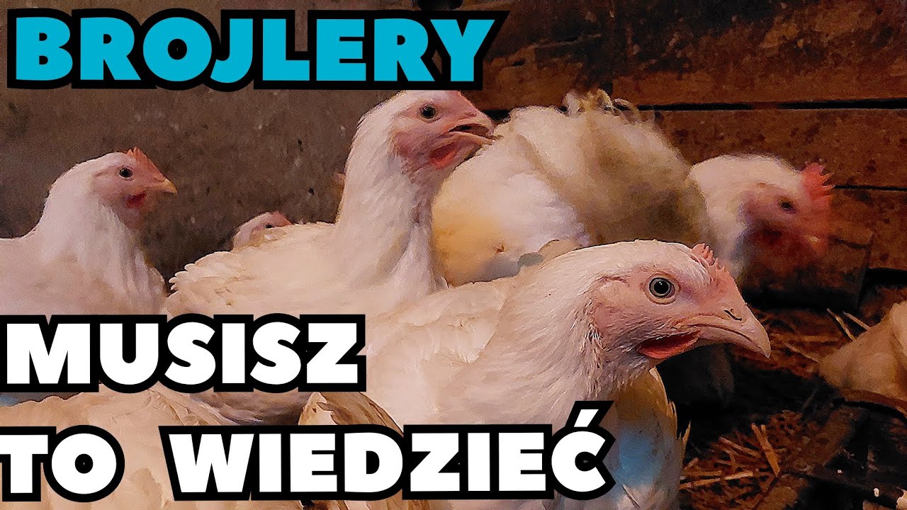 Hodowla brojlerów - NAJWAŻNIEJSZE informacje 🐔.