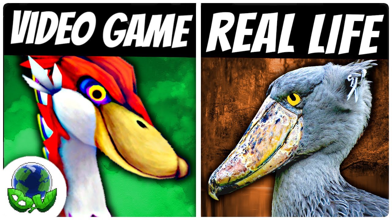 Shoebill - the REAL LIFE Loftwing (Skyward Sword HD)