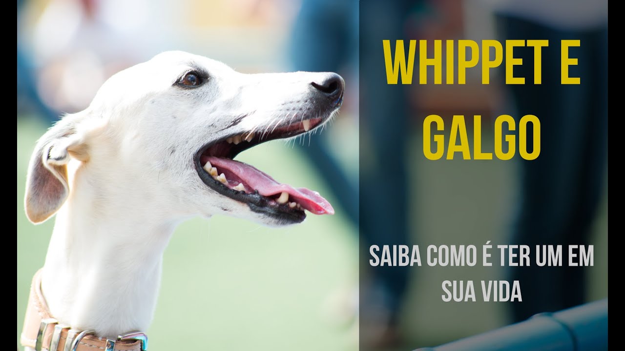 Whippet e Galgo - Saiba como é ter um em sua vida