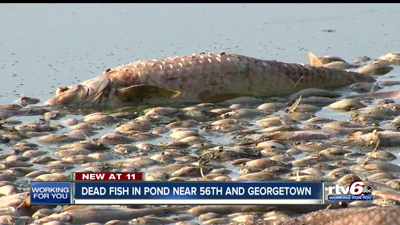Hundreds of dead fish, foul smell at pond near golf course on Indy's northwest side