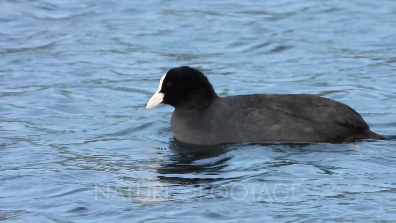Eurasian coot