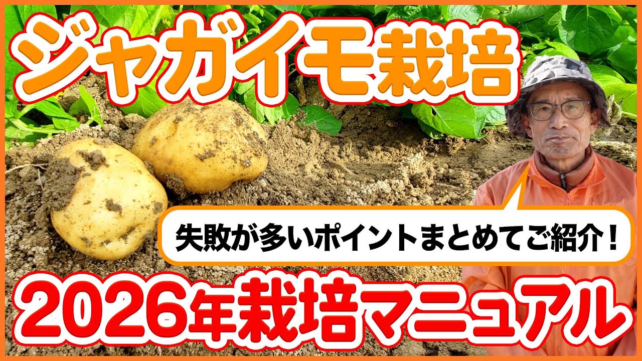 【完全版】2026年ジャガイモ栽培マニュアル｜よくある失敗＆注意点を徹底解説！【シェア畑】【農園ライフ】