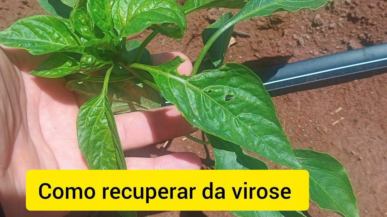Pimentão dhara! Doença agressiva qual o tratamento.