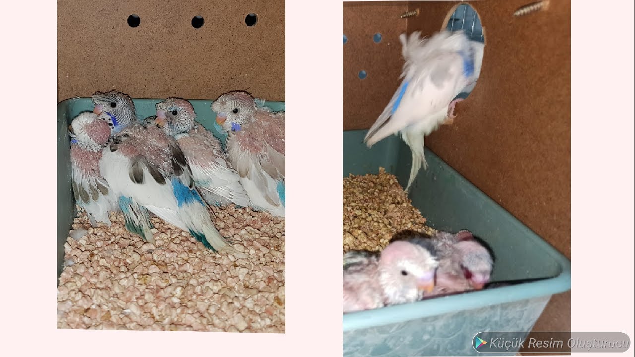Muhabbet Kuşları Yavrularının Tüylerini Yolma Sorunu