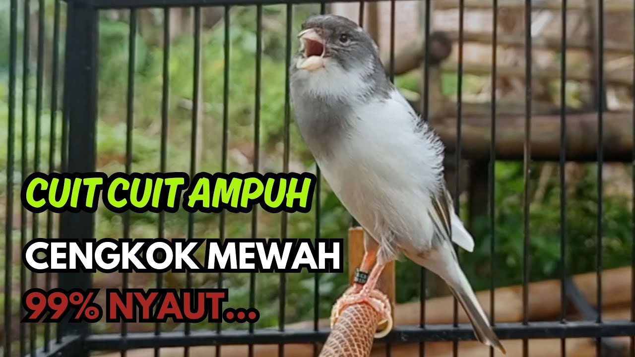 KENARI GACOR  Cuit CUIT BIRAHI SUARA Kenari MASTERAN TERBAIK UNTUK PANCINGAN & MASTERAN Kenari PAUD