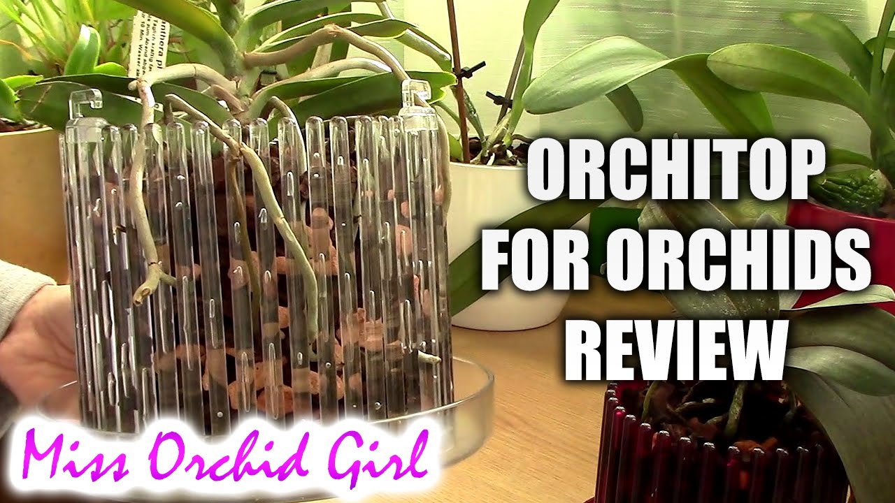 Orchitop pots for Orchids - review after using