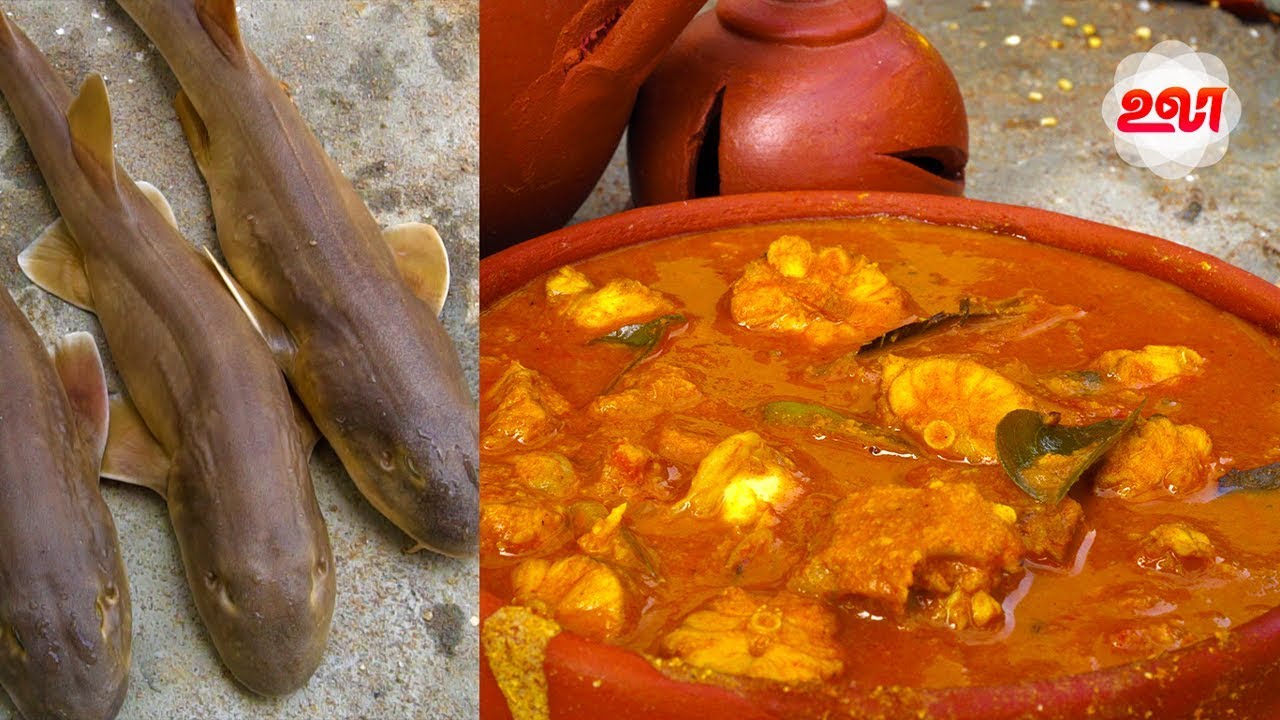 SHARK CURRY COOKING in the Traditional Way | Village Style Shark Fish Recipe Sura Meen Kuzhambu