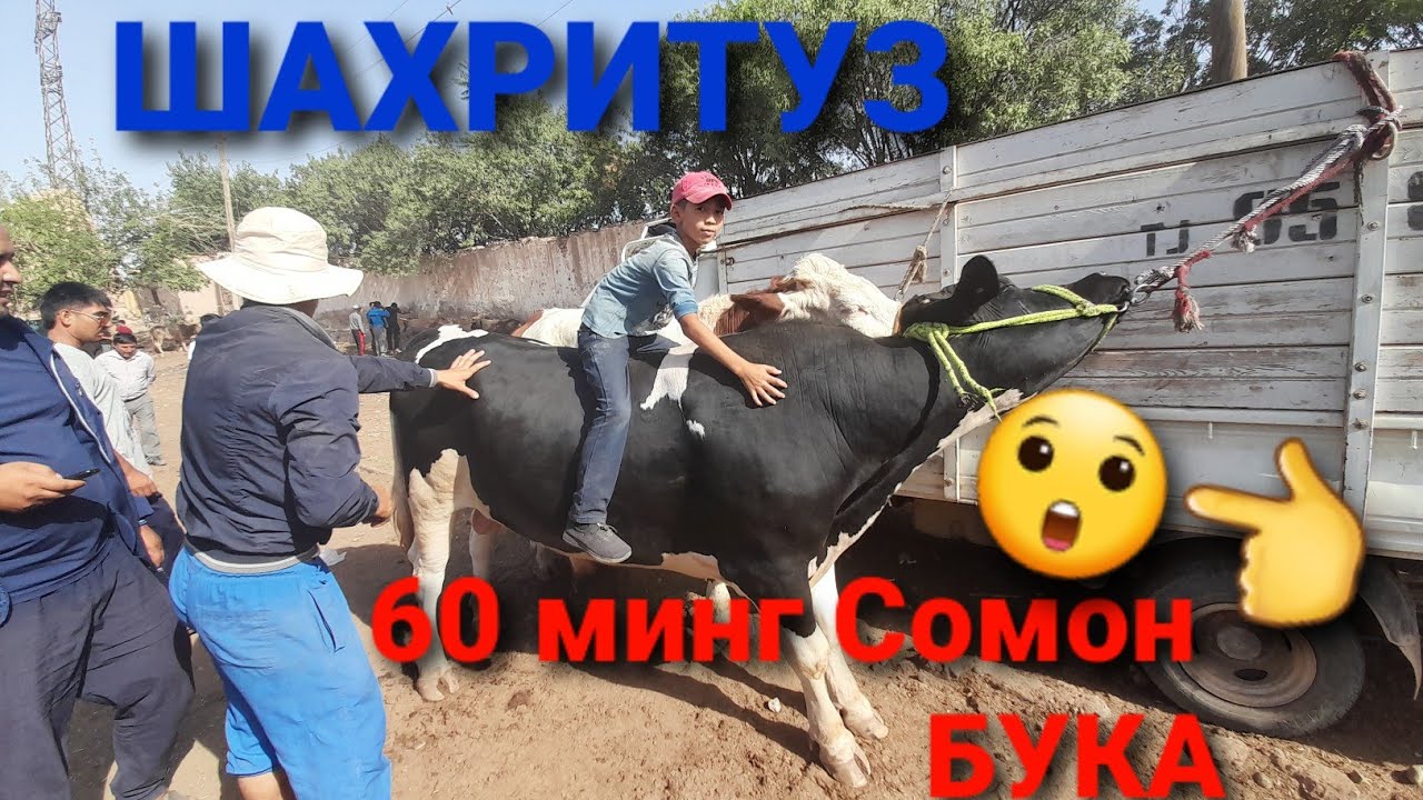 ШАХРИТУЗ МОЛБОЗОРИ ДУСТЛАР НАРХ ЯНАДА АРЗОНЛАШДИ ГУНОЖИН БУКА ОЧА БАЧА ГАЛАНСКИ 13 июня 2021 г.
