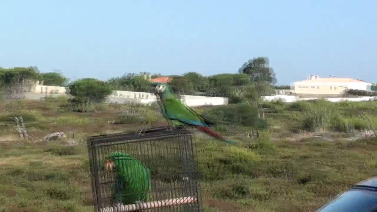 Ara Maracana - Illiger Macaw First  Flights Outdoors