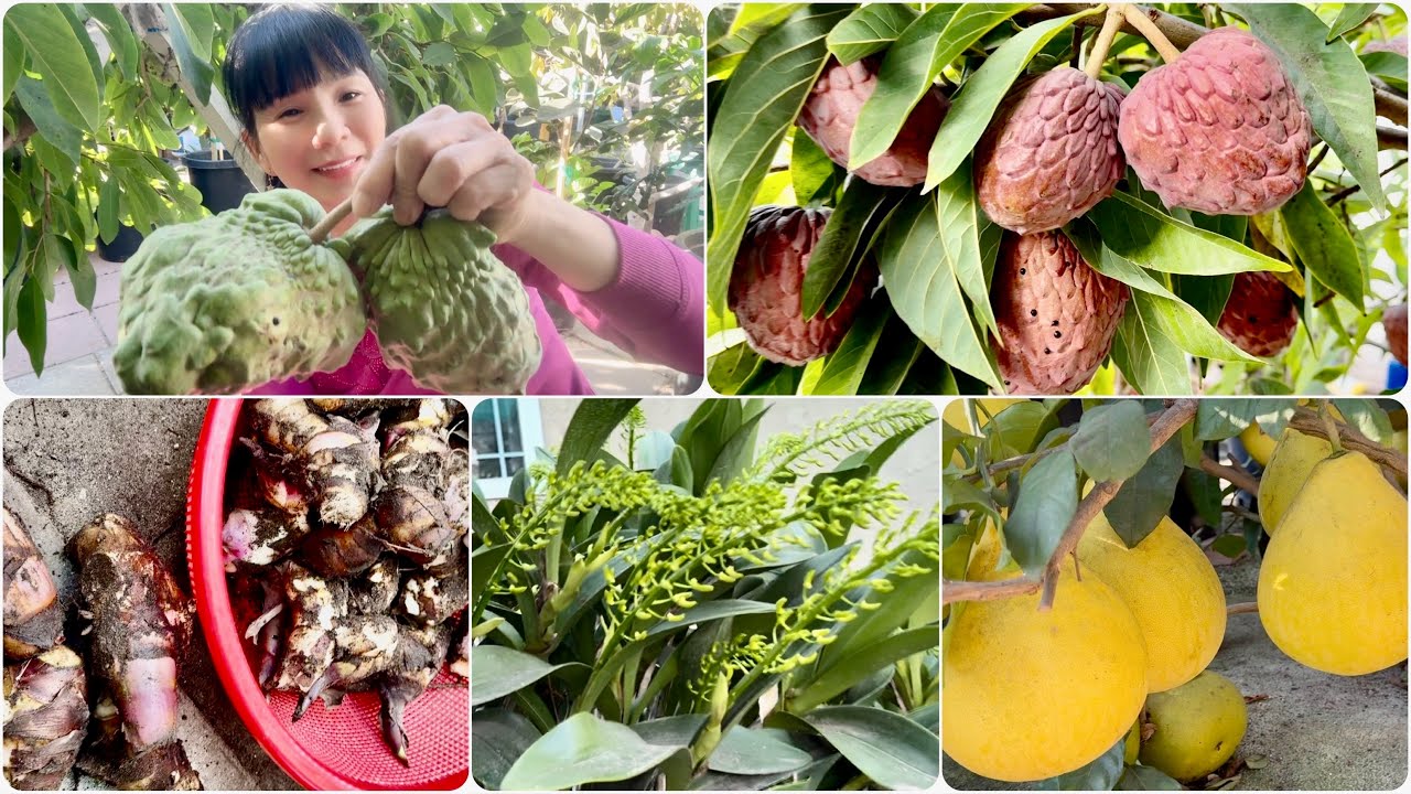 Bán Lan Úc Và Thu Hoạch Mãng Cầu Úc, Bưởi Da Xanh, Củ Chuối, Lượm Mãng Cầu Đỏ Chín Rụng.