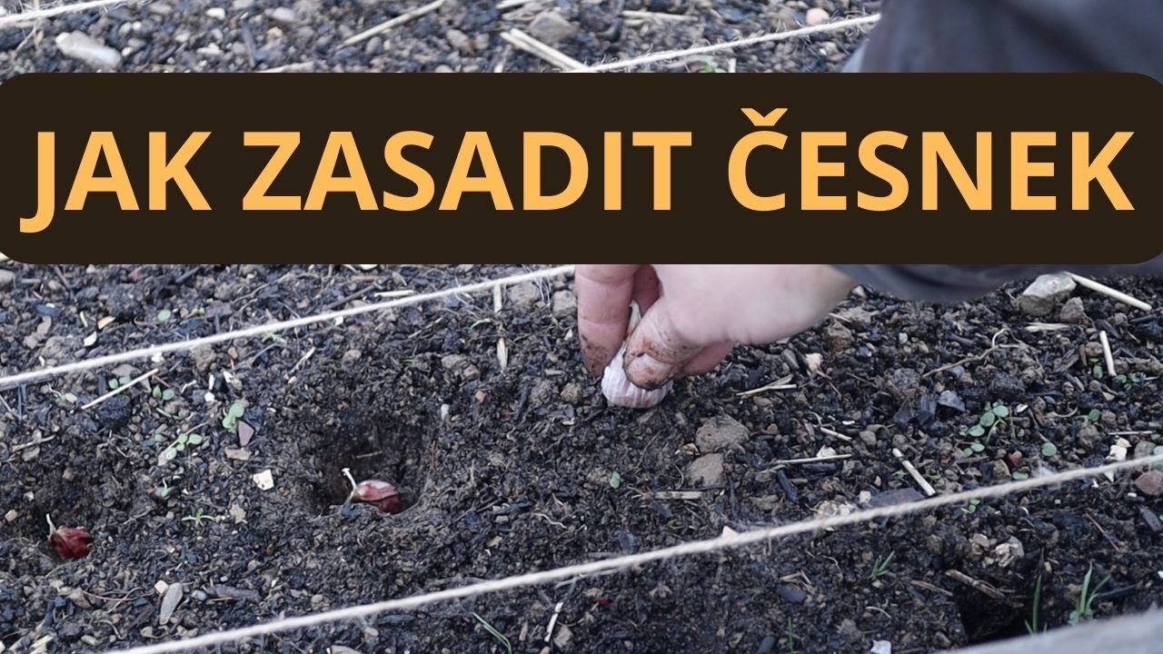 Není pozdě sadit česnek v prosinci ? | Jak sázíme česnek u nás
