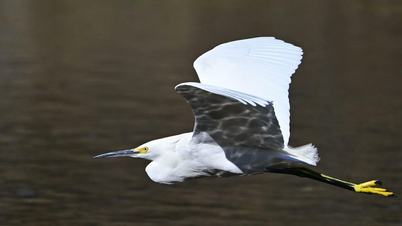 Snowy Egret