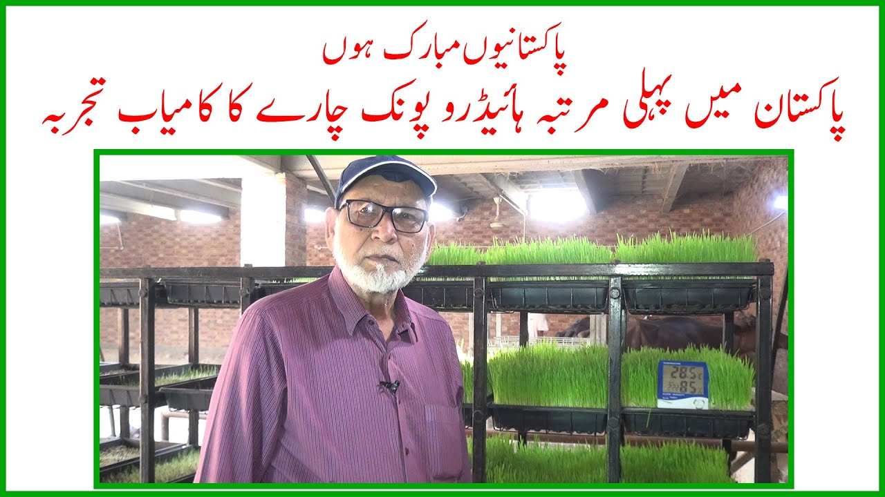 Hydroponic fodder production| Grow fodder without soil|03454082200| ہائیڈروپونک چارے کا کامیاب تجربہ