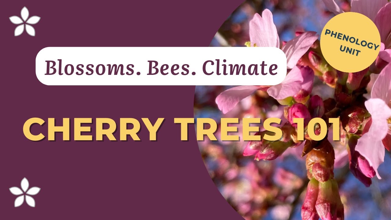 Cherry Trees 101: Blossoms, Pollinators & Climate