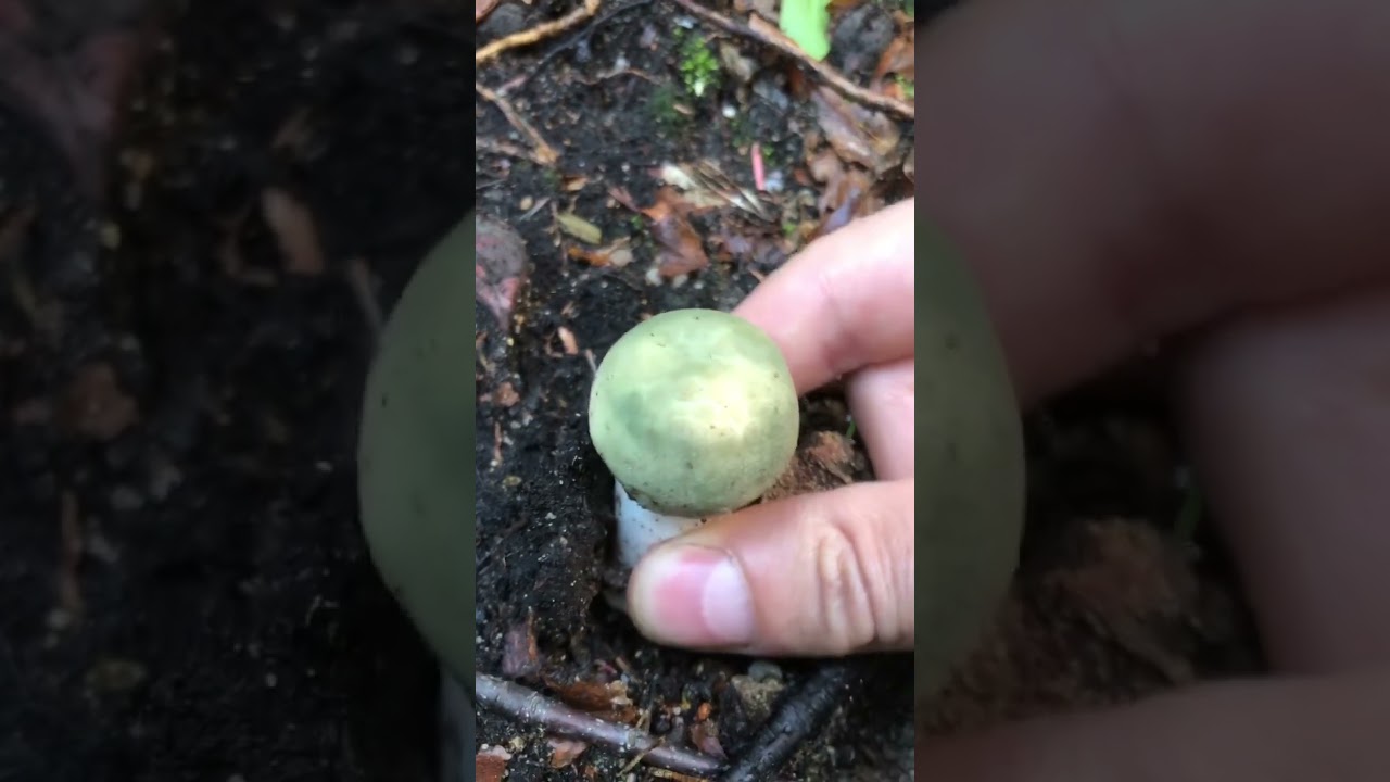 Russula virescens
