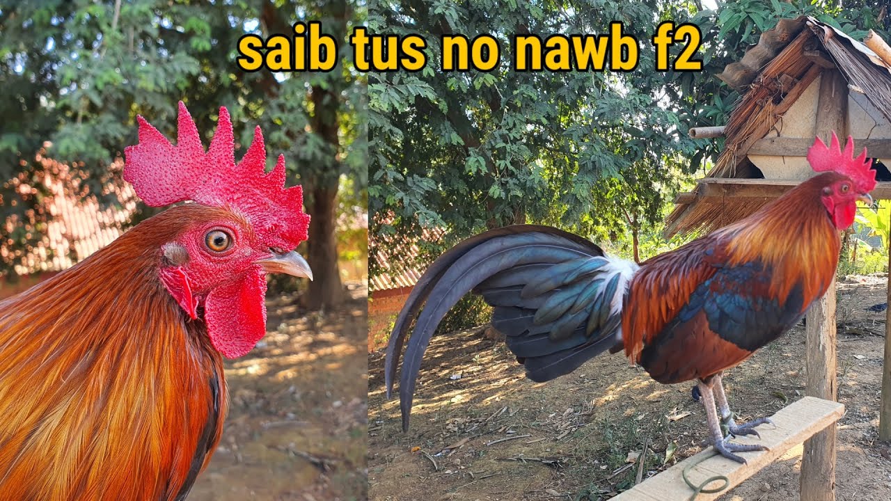 Saib qaib dib ua si qua zoo kawg f2