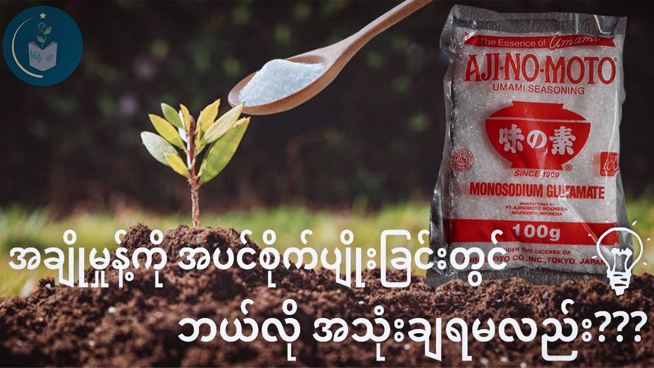 အချိုမှုန့်ကို အပင်စိုက်ပျိုးခြင်းတွင် အသုံးချခြင်း