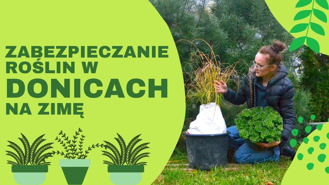 Jak zabezpieczyć donice na zimę?  Zabezpieczanie rośliny w donicach na zimę, przed mrozem