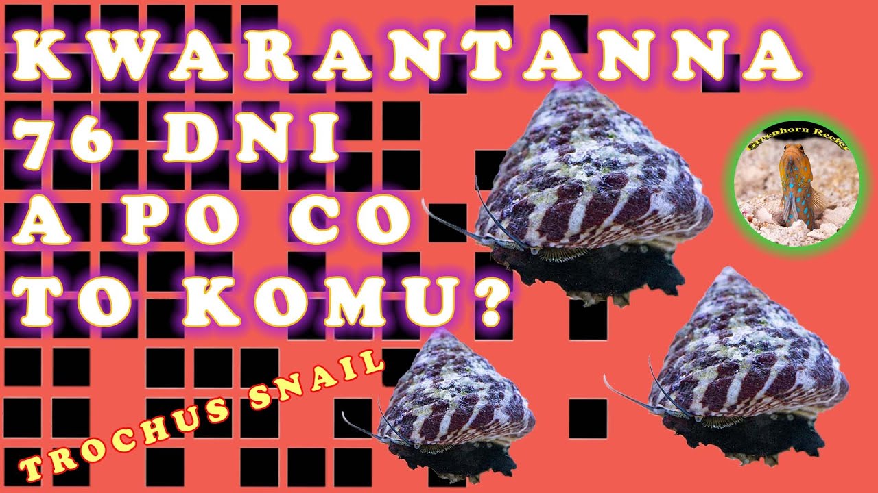 Nano clean up crew | Trochus po 76 dniowej kwarantannie | California Reef Tank- Greenhorn Reefer