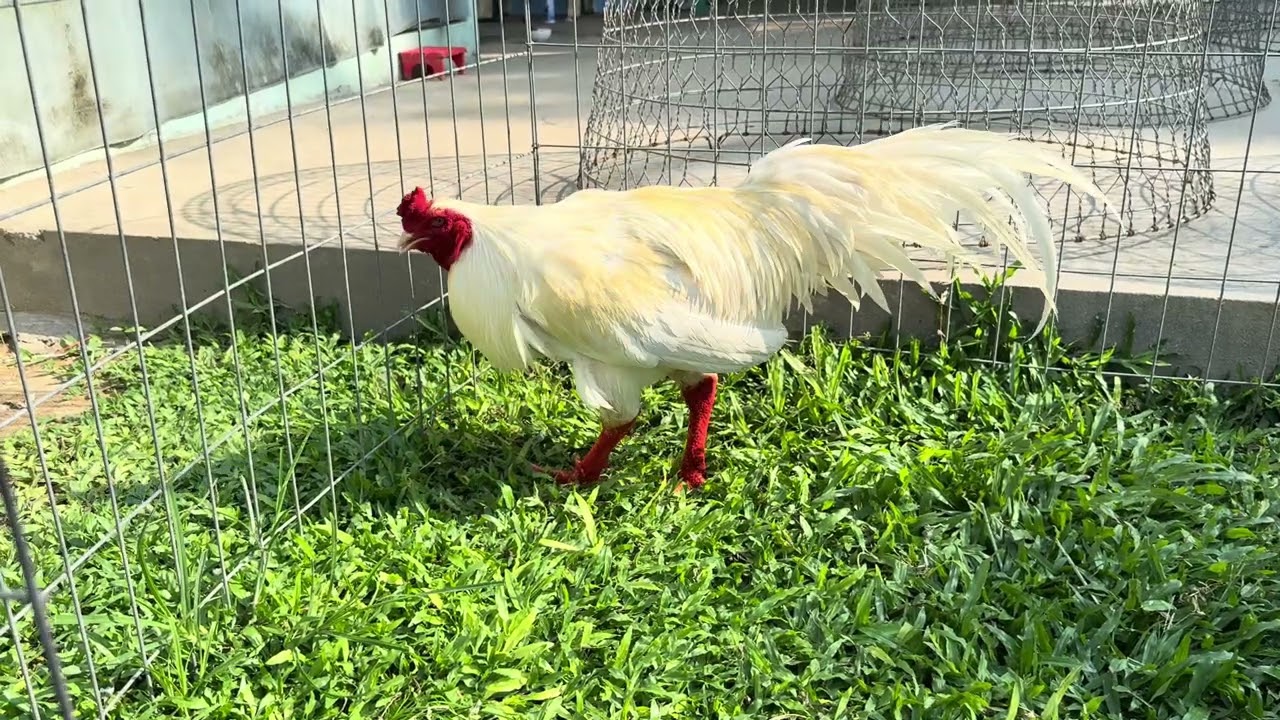 Úa thái Mỹ 3ki9 2x 0909343681