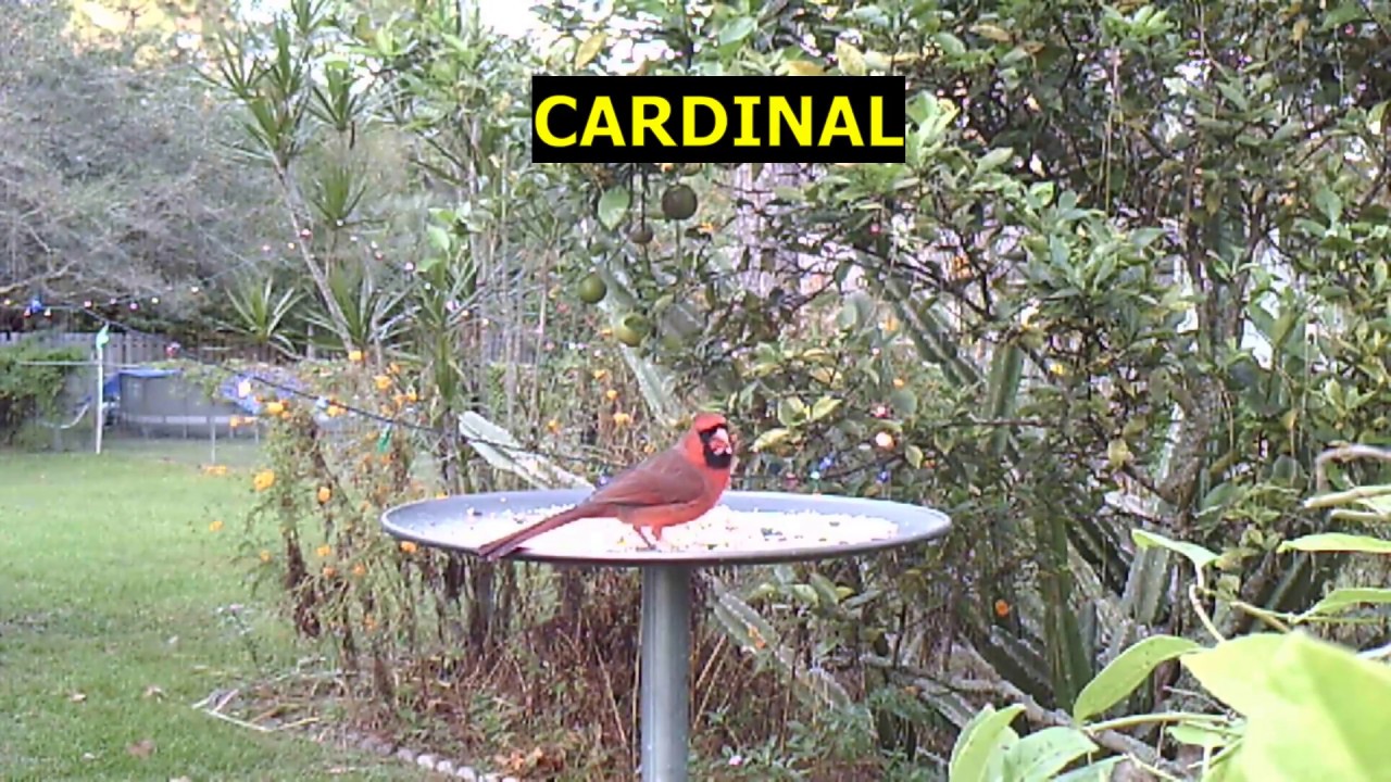 Cardinals on Bird Feeder