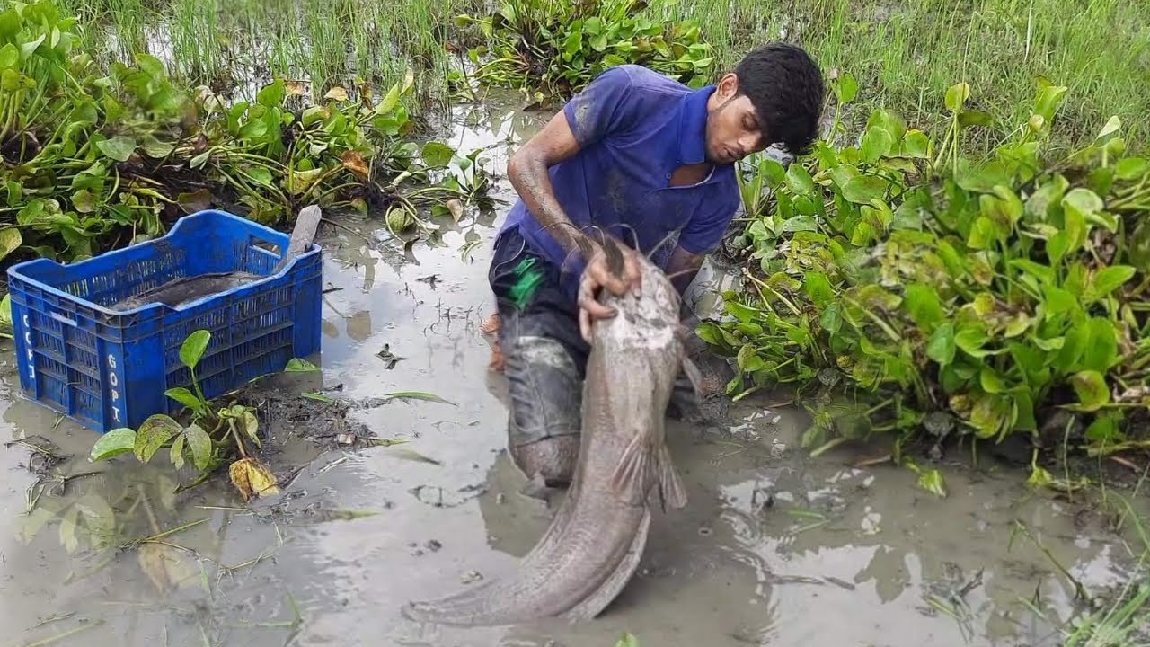 Amazing Hand Fishing . Village Boy Catch  Catfish By Remove Water Hyacinth In River Bank.