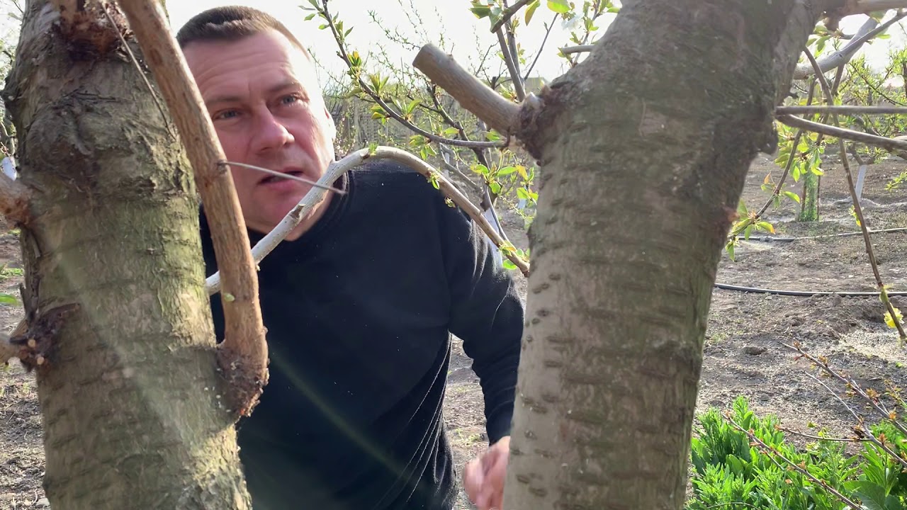 Прививка черешни на вишню,три способа.cherry grafting