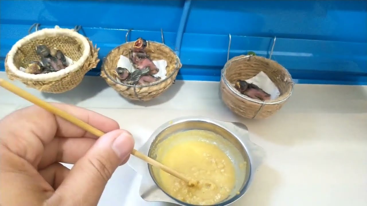 Como cuidar dos filhotes de coleiro ou Papa capim da maneira correta