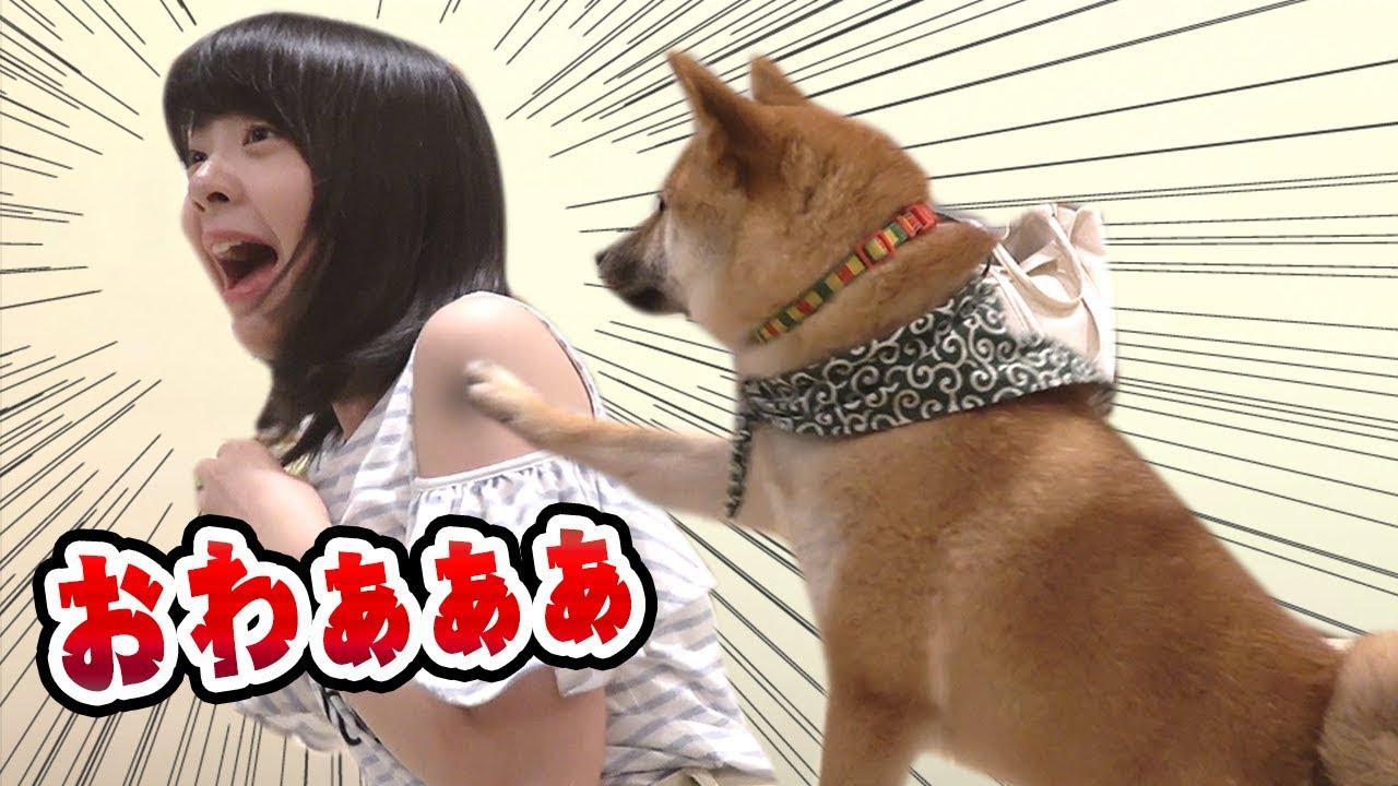 【子犬】豆柴と仲良くしたかったゆなです【とくにかく可愛い】