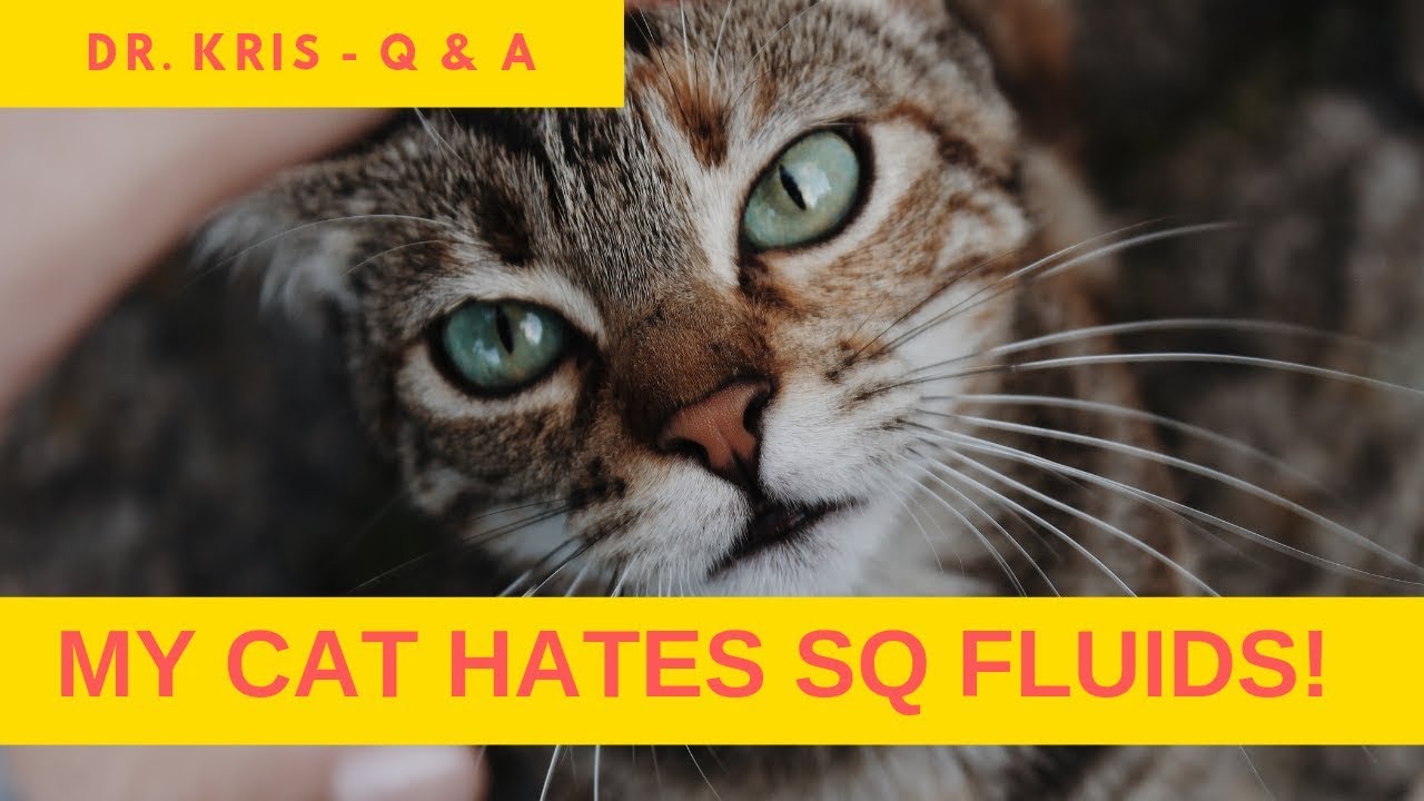 My cat fights me with SQ fluids - it's impossible!