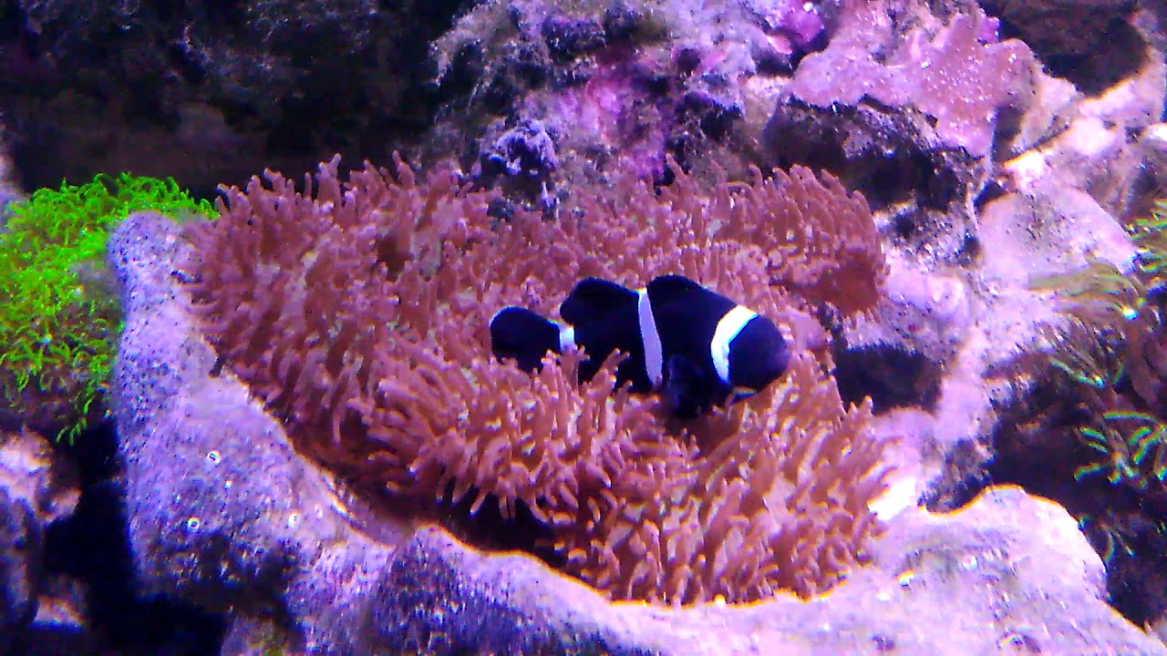 Clownfisch kuschelt mit Scheibenanemonen