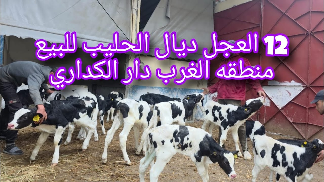 12 العجل ديال الحليب للبيع  منطقه الغرب دارك الكداري 0661282165