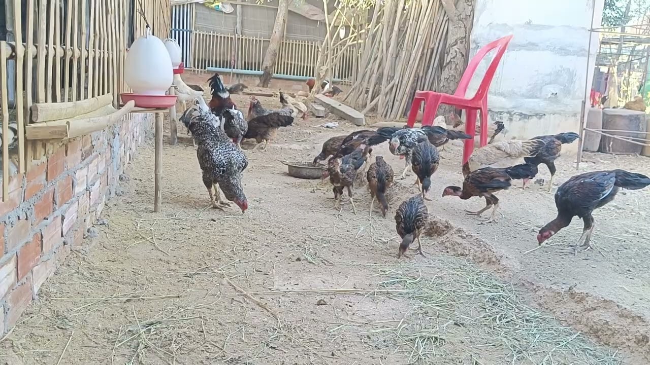 Country Chickens Eating Naturally 🐔