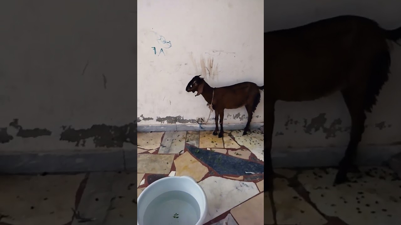 happy EID #support #funny #eid