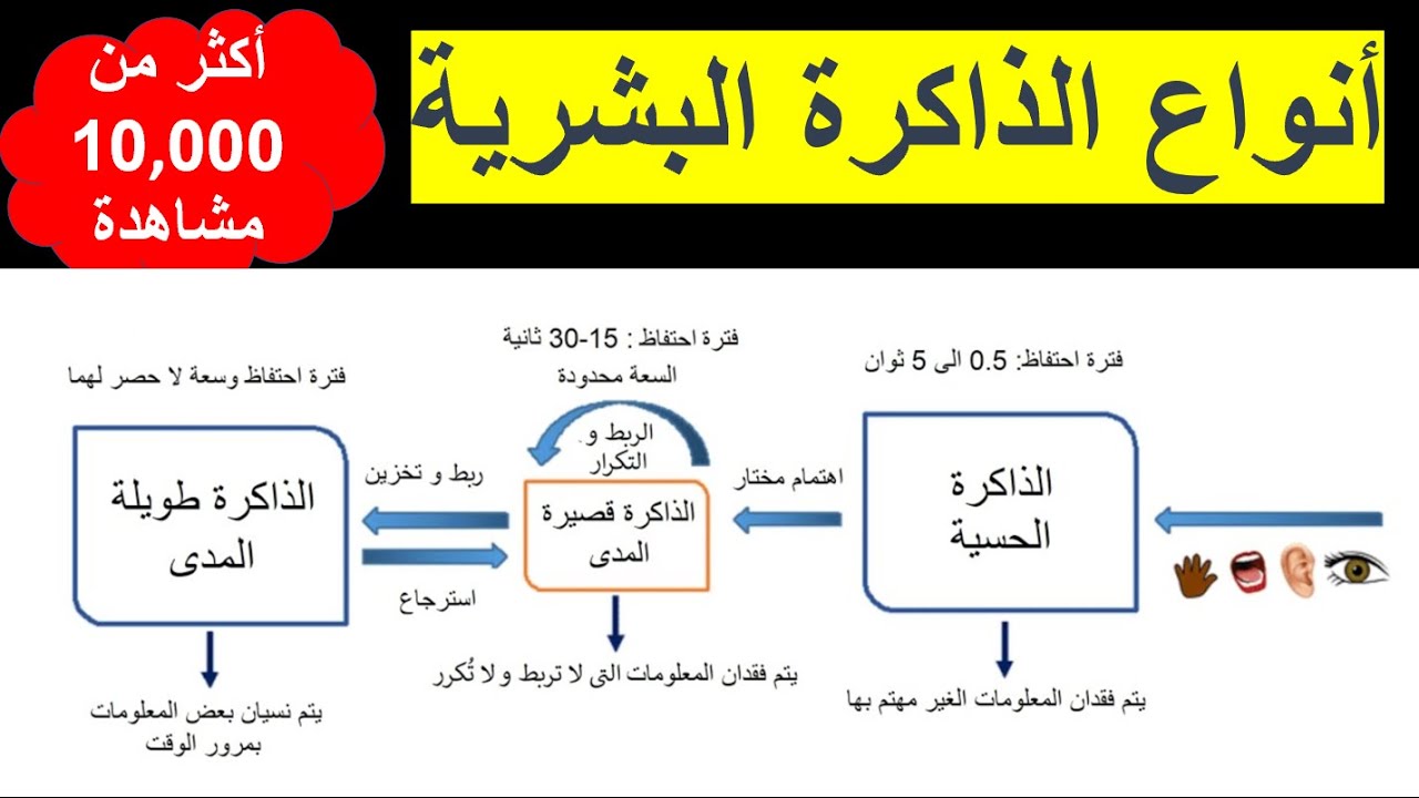 أنواع الذاكرة البشرية  