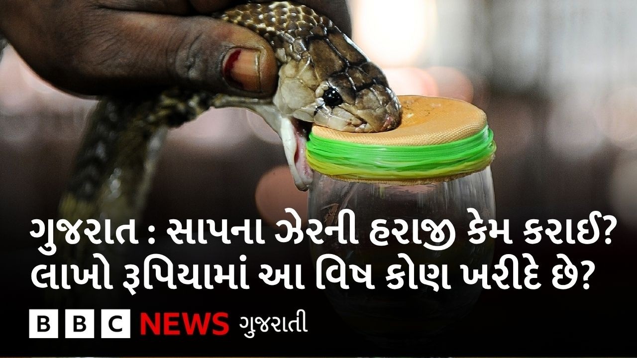 Gujarat : સાપના ઝેરની કિંમત ખરેખર કેટલી હોય છે? અને તેમાંથી શું બને?