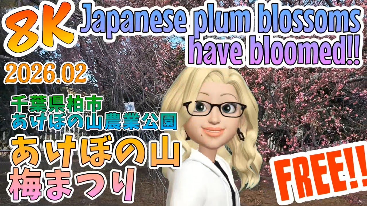 【8K】🇯🇵梅🌸Japanese plum blossoms have bloomed!!👯あけぼの山 梅まつり😺千葉県柏市 あけぼの山農業公園