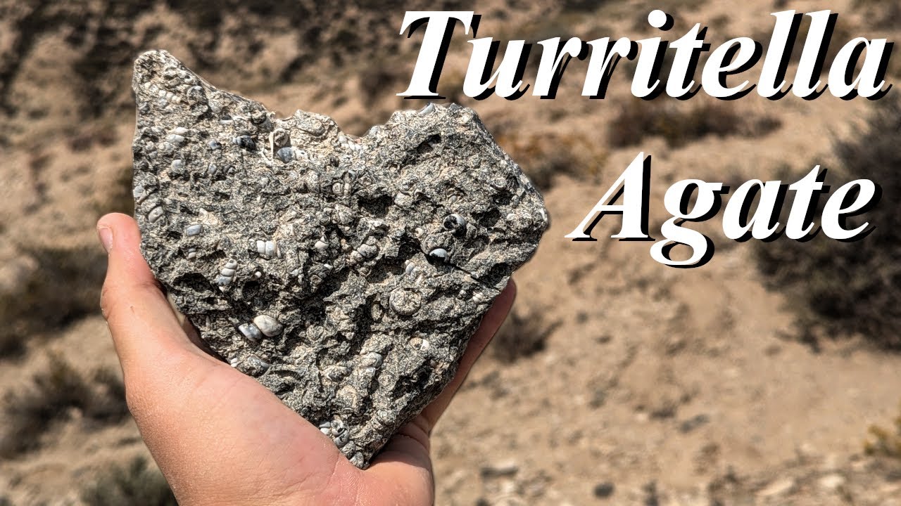 Agatized Shells EVERYWHERE! Hunting for Fully Loaded Turritella Agate in Middle of Nowhere Wyoming!