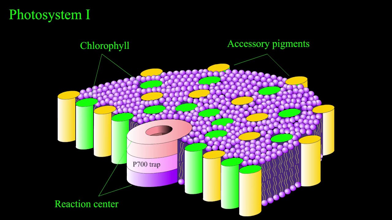 Photosystem