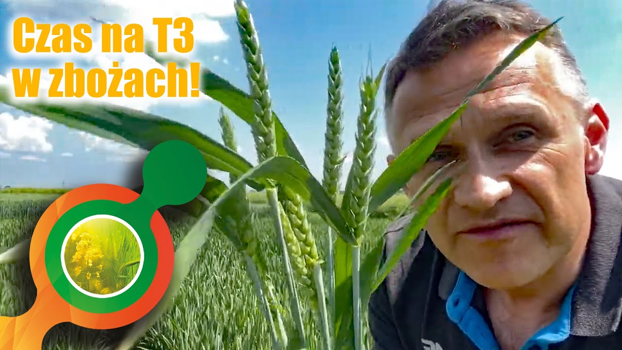 Czas na zabiegi T3 w zbożach. Ochrona kłosa i nie tylko.