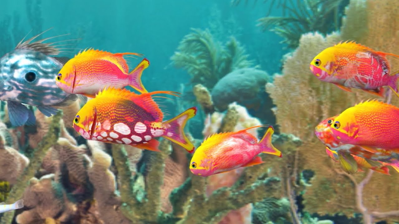 Fish farm 3 aquarium #aquarium #aquariumfish 