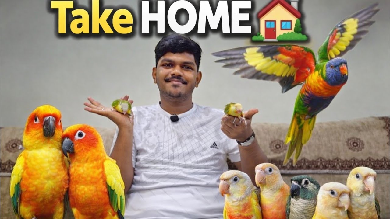 MAAS AVIARY Home Raised Birds #birdlovers #talkingparot #pets 